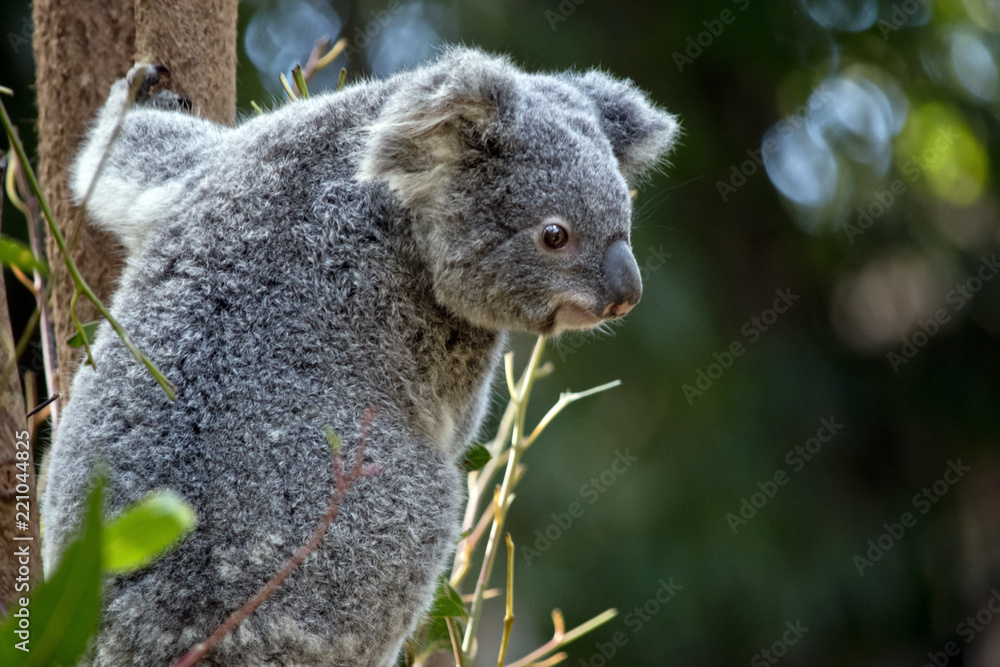 Naklejka premium joey koala