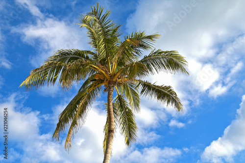 underside view of tropical palm tree with coconuts afternoon clouds in blue sky