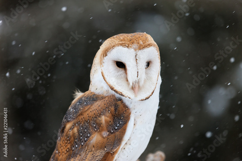 Colour landscape/horizontal images of a barn own, photographed outside as light snow falls around it.