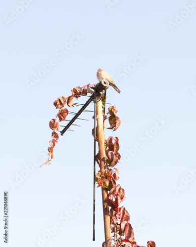pigeon sitting on the antenna that is covered with the leaves of the maiden grapes