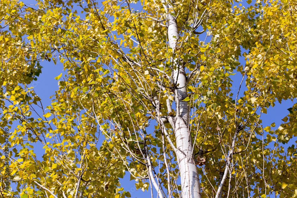 Autumn. Tree with yellow leaves against the sky Autumn. Tree with yellow leaves against the sky