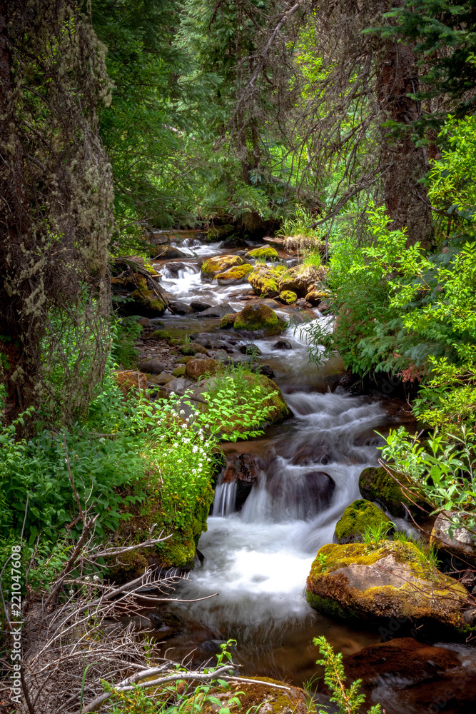 Creek Flowing Through Forest in the Rocky Mountains Creek Flowing Through Forest in the Rocky Mountains
