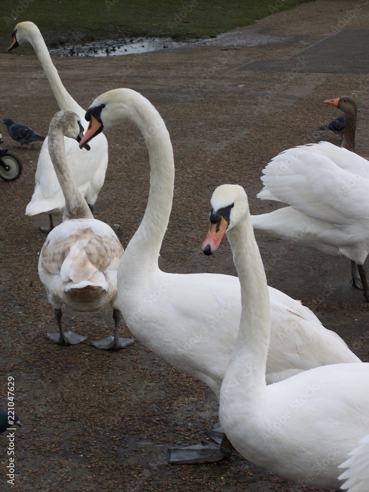 Obraz premium Gathering of Swans