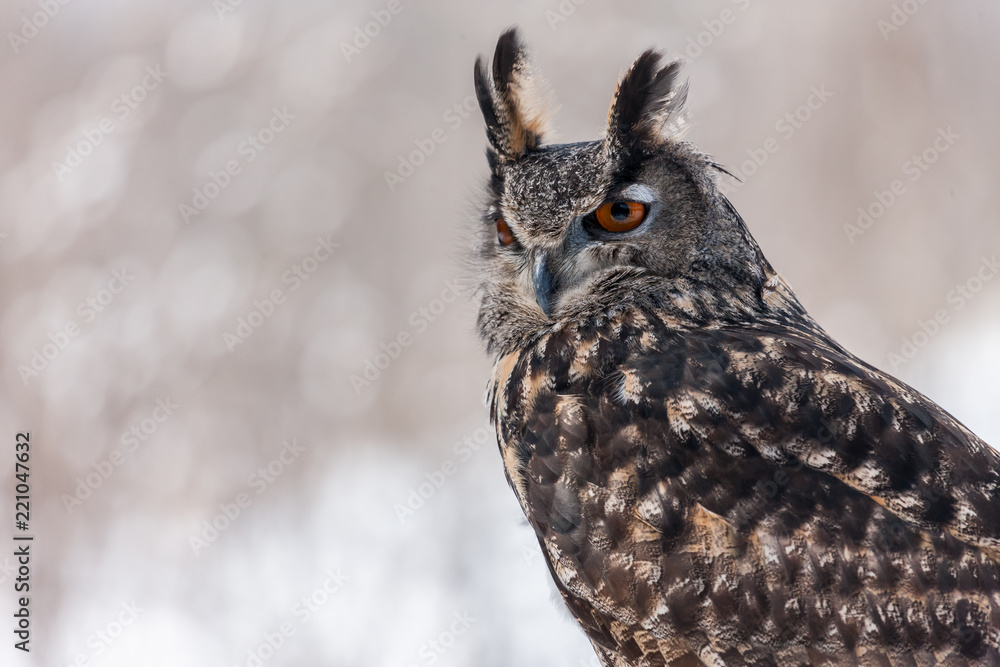 Colour landscape images of a Eurasian Eagle Owl photographed in flight and perched during winter in Canada. Colour landscape images of a Eurasian Eagle Owl photographed in flight and perched during winter in Canada.