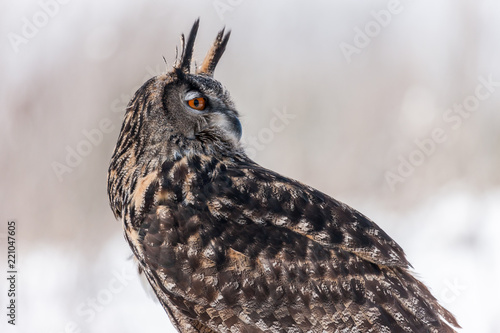 Colour landscape images of a Eurasian Eagle Owl photographed in flight and perched during winter in Canada.
