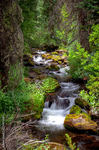 Creek Flowing Through Forest in the Rocky Mountains