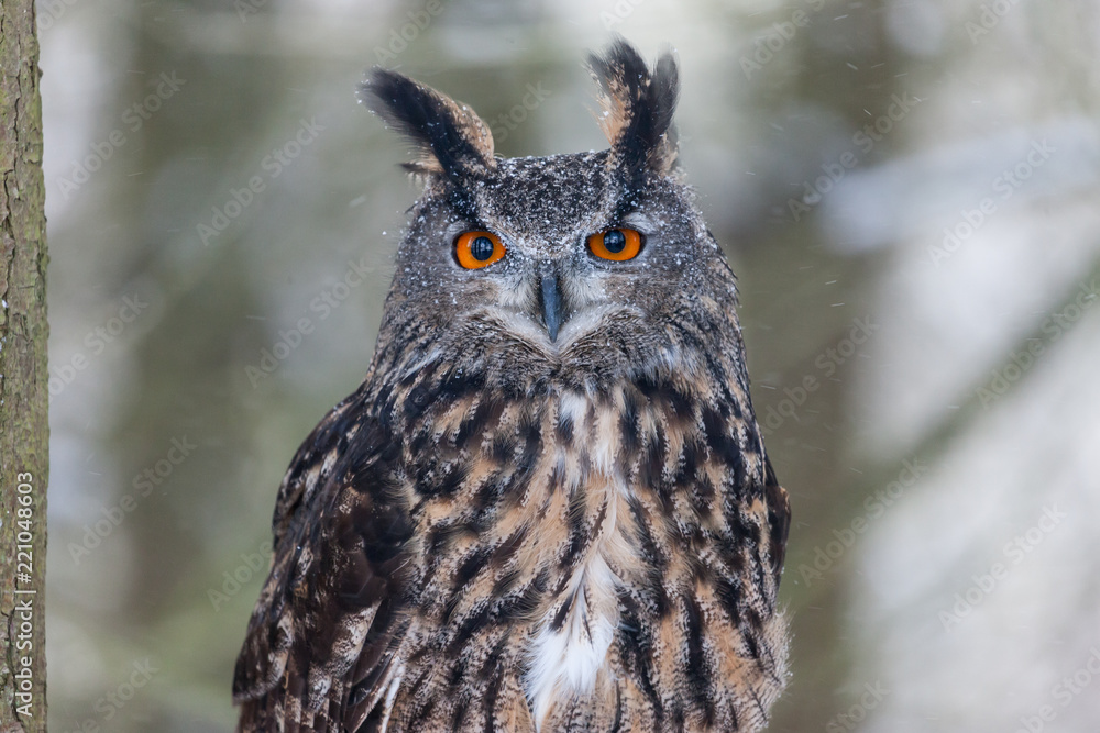 Colour landscape images of a Eurasian Eagle Owl photographed in flight and perched during winter in Canada.