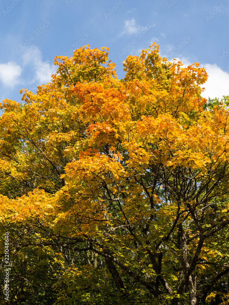 Spitzahornbaum im Herbst Acer platanoides in autumn