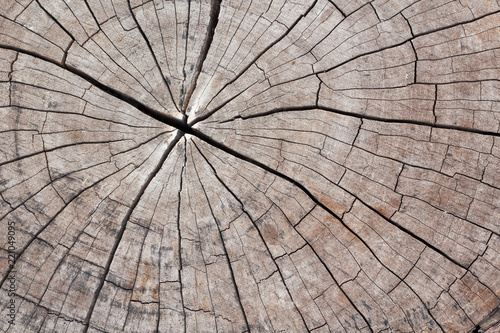 Cross section of the old tree or dead wood with back drop