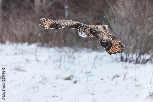Colour landscape images of a Eurasian Eagle Owl photographed in flight and perched during winter in Canada.