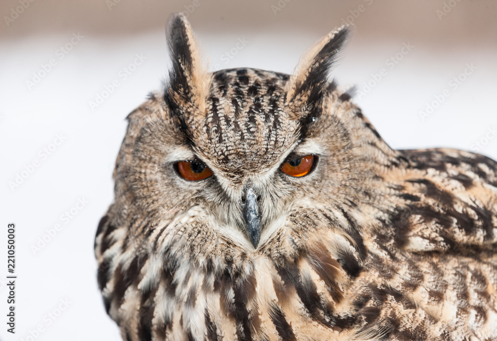 Fototapeta premium Colour landscape images of a Eurasian Eagle Owl photographed in flight and perched during winter in Canada.