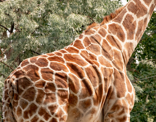 Calgary Zoo 17 photo