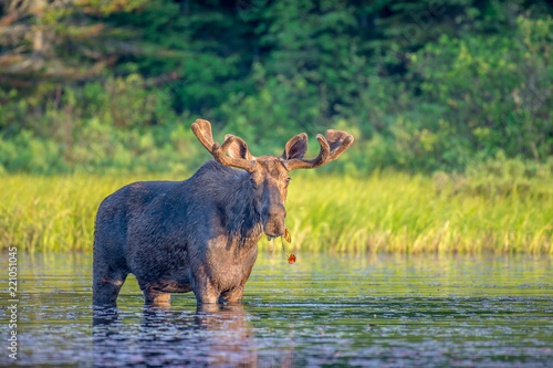 A large majestic bull moose with soft antlers standing in the shallow clam water at the edge of a lake eating lily pads just after dawn in the early morning light. Algonquin Park, Ontario, Canada  