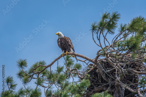 A beautiful large bald eagle perched in the top of a tall evergreen pine tree at the edge of a lake, with its talons gripping a branch, standing beside a large nest, waiting for it's mate to return.