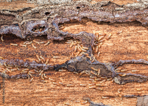 Close up termites on wood