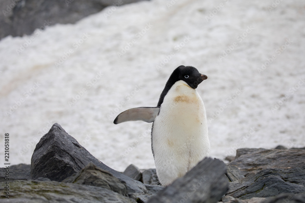 Fototapeta premium penguin in the arctic