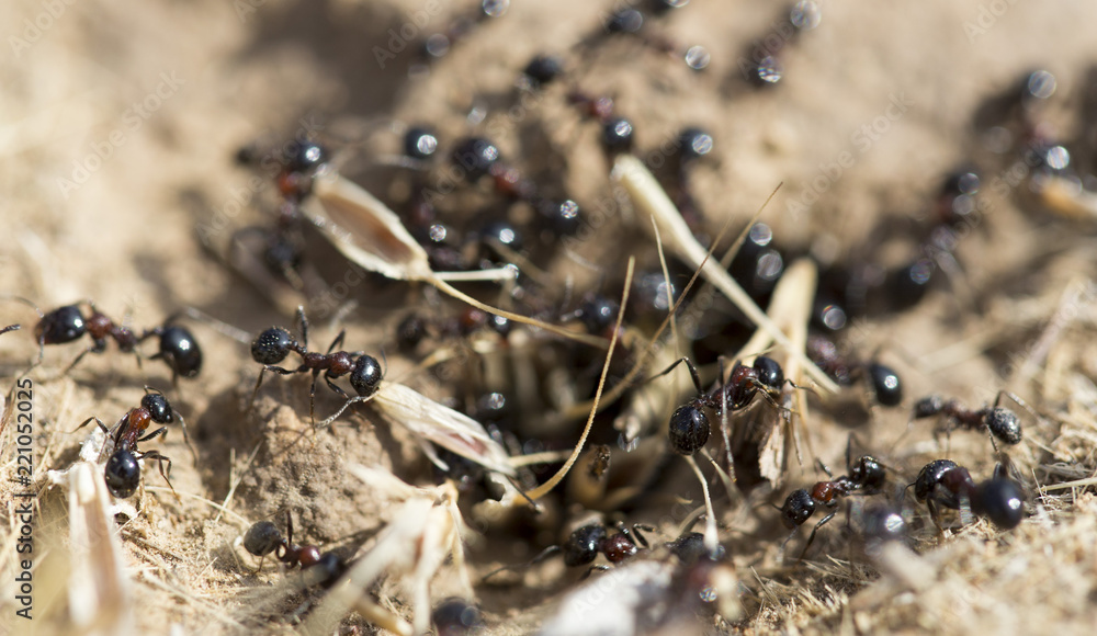 Black ants on the ground - obrazy, fototapety, plakaty 
