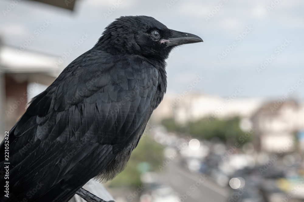 Fototapeta premium Crow on Urban Balcony