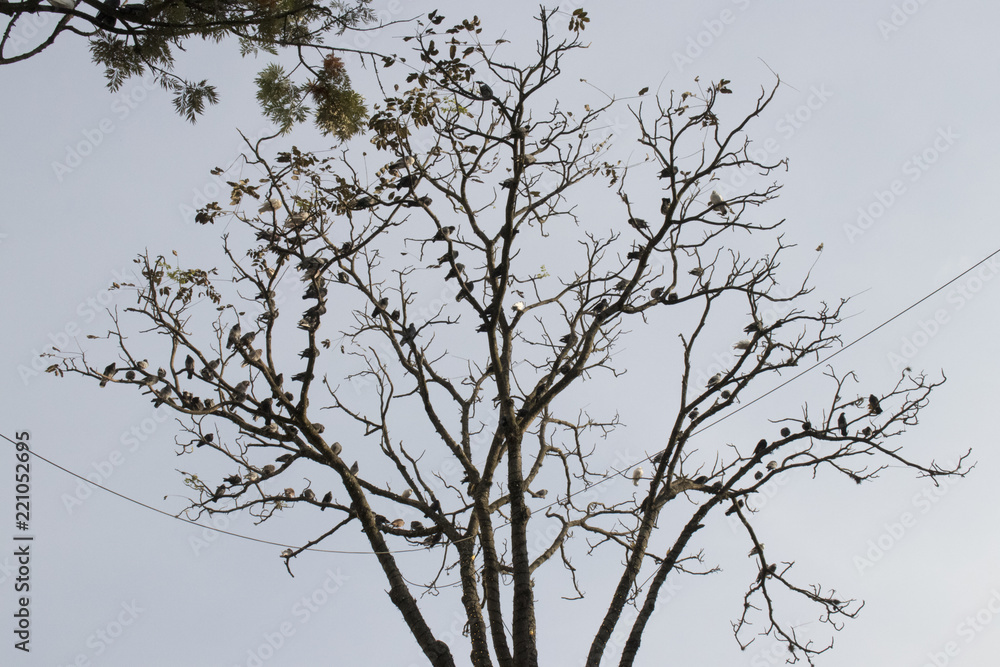 LA NATURALEZA DE LAS PALOMAS EN LA COMODIDAD DE UN ÁRBOL LA NATURALEZA DE LAS PALOMAS EN LA COMODIDAD DE UN ÁRBOL