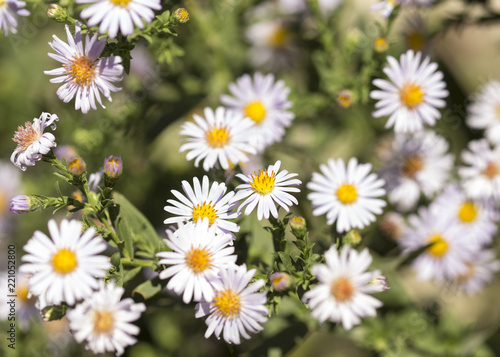 purple daisy flower