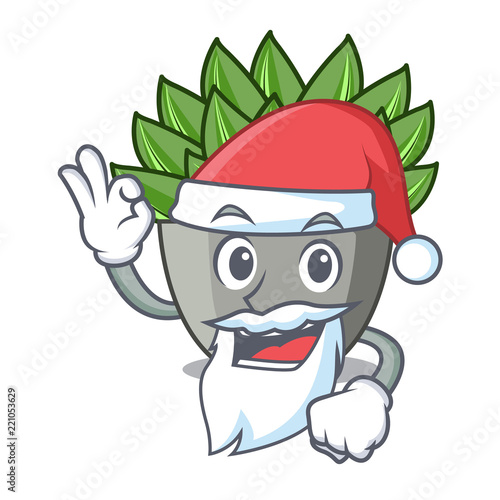 Santa cartoon echeveria cactus in cactus garden