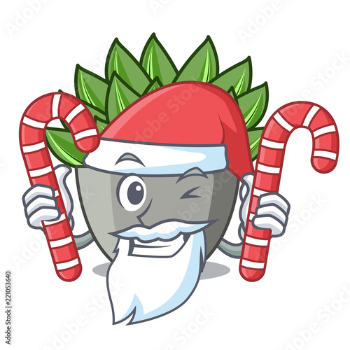 Santa with candy cartoon echeveria cactus in cactus garden
