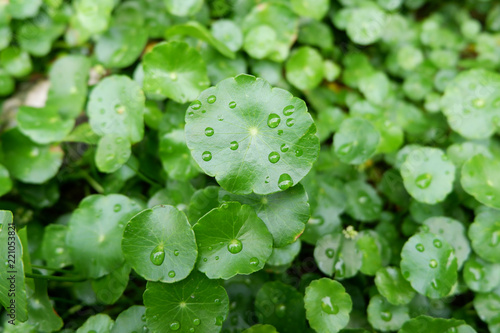 Water Pennywort, Green Leaves with water drop in the garden.Selective focus.
