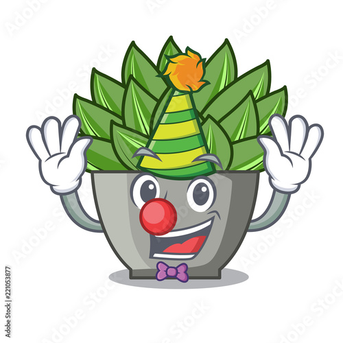 Clown cartoon echeveria cactus in cactus garden