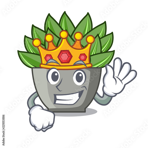 King cartoon echeveria cactus in cactus garden