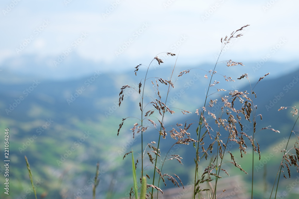 Obraz premium grass and blue sky