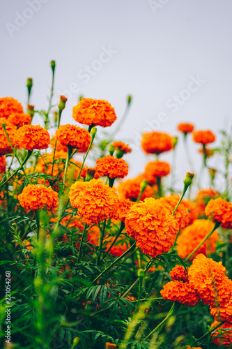 marigold 