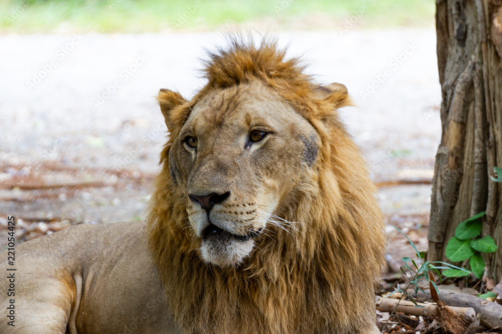 Naklejka premium Closeup - Head male Lion in zoo at Asia Thailand 