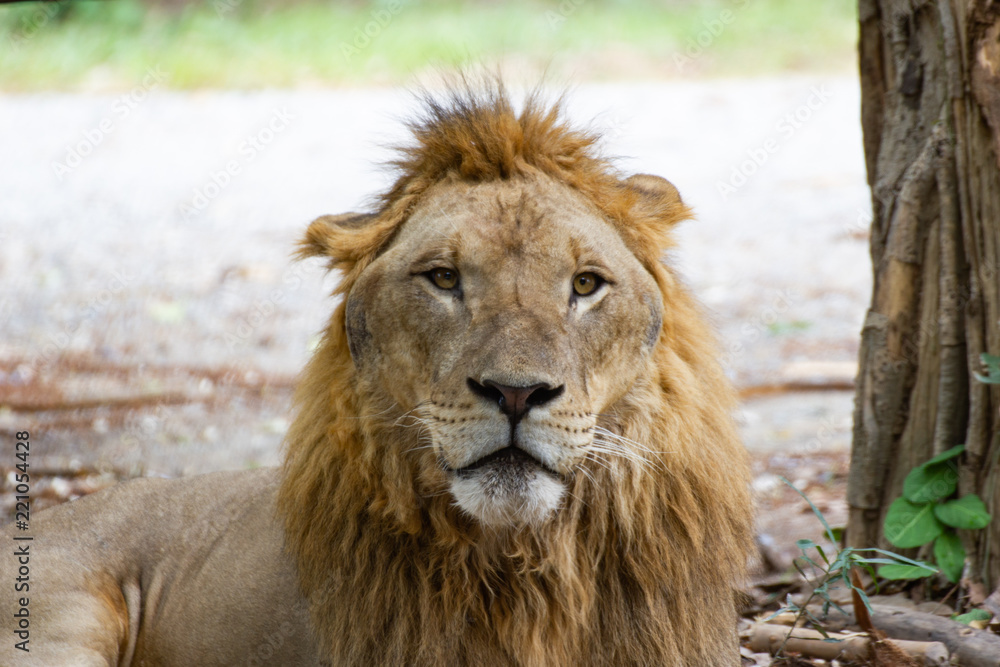 Fototapeta premium Closeup - Head male Lion in zoo at Asia Thailand