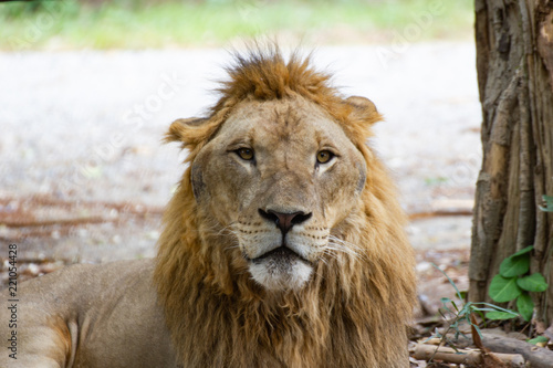 Closeup - Head male Lion in zoo at Asia Thailand 