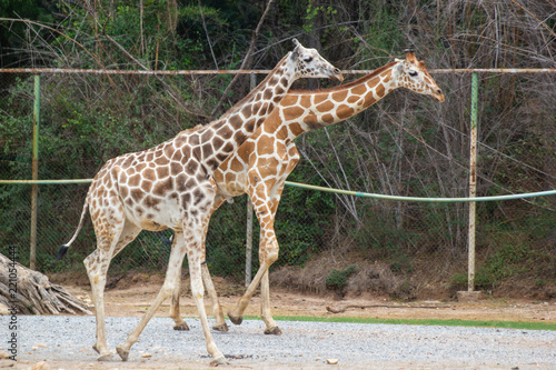 A giraffe walks with tree background, Asia Bangkok of Thailand.