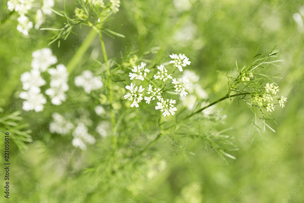Flowering Coriander plant Flowering Coriander plant
