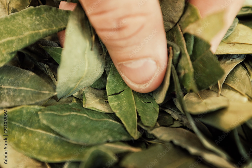 Naklejka premium sorting dried coca leafs in a small woven basket