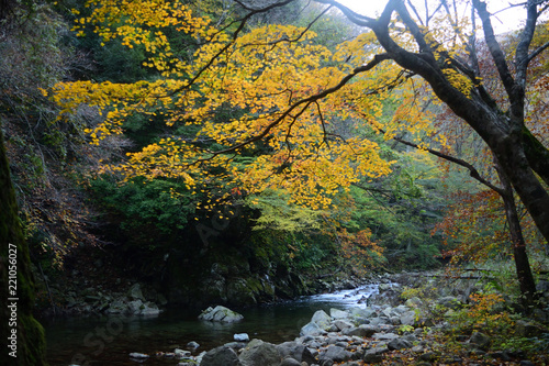 秋の紅葉 © yamanami