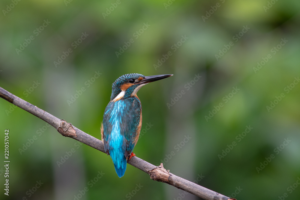 Naklejka premium Common Kingfisher (Alcedo atthis)