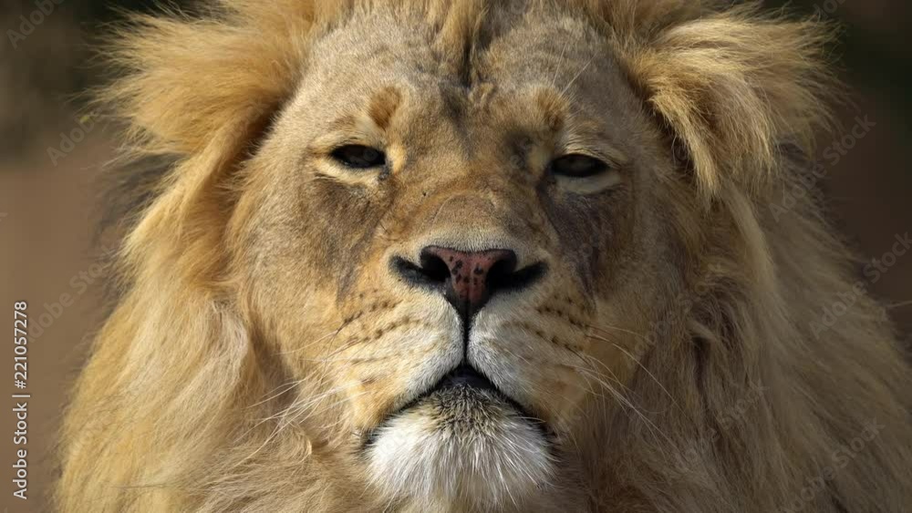 Up close view of adult male Lion viewing his face and mane. Up close view of adult male Lion viewing his face and mane.