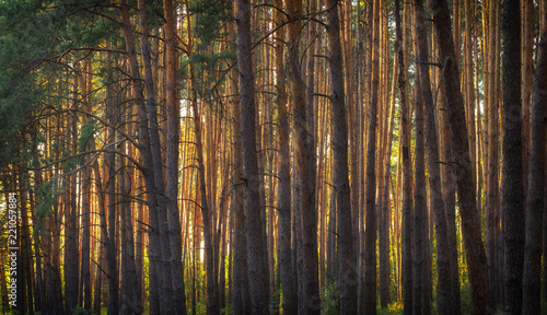 evening sun in the pine forest