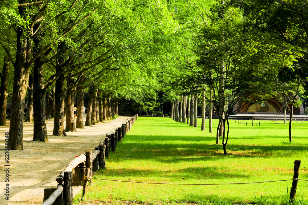Obraz premium walkway and green tree tunnel , nami island, South Korea or Republic of Korea