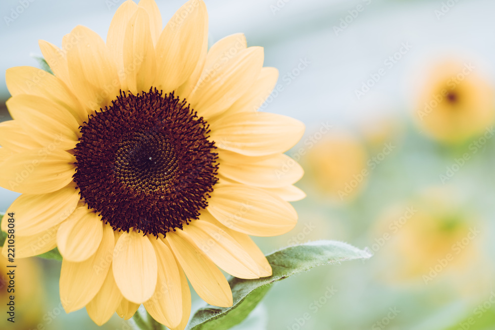 Obraz premium Golden sunflowers natural background. Sunflower oil improves skin health and promote cell regeneration.