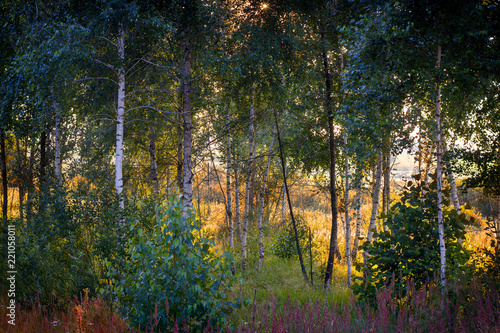 Fototapeta Naklejka Na Ścianę i Meble -  evening sun in the pine forest