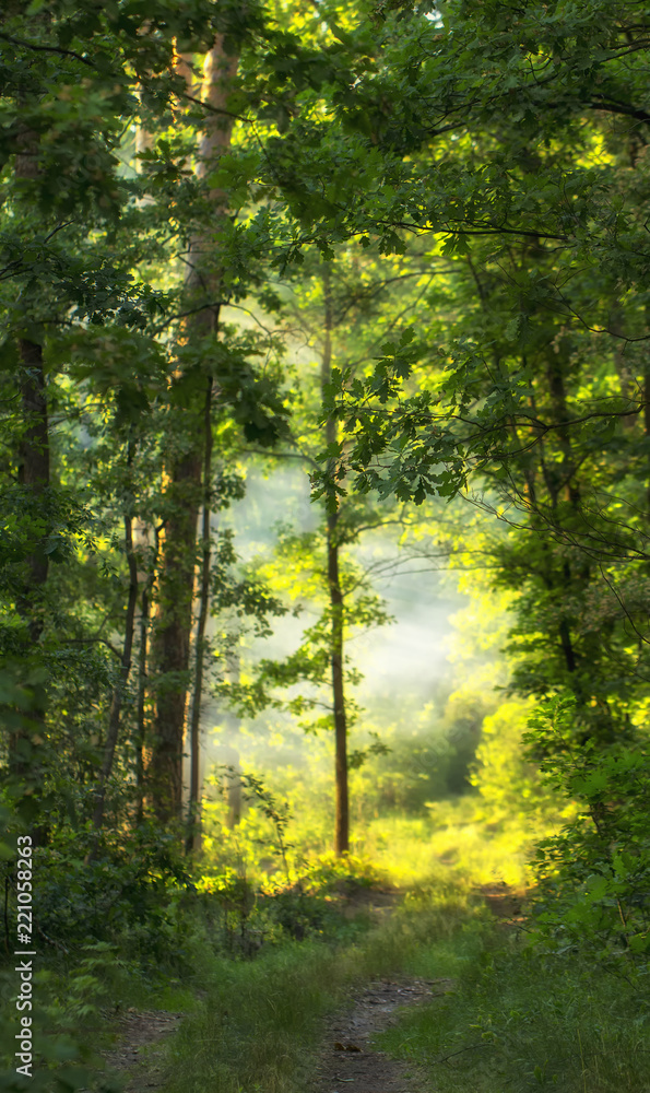 Obraz premium Mountain forest with coniferous and deciduous trees, early spring.