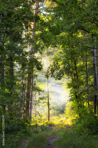 Mountain forest with coniferous and deciduous trees  early spring.