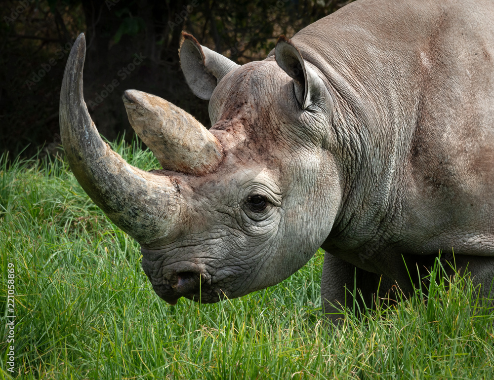 Obraz premium Czarny nosorożec