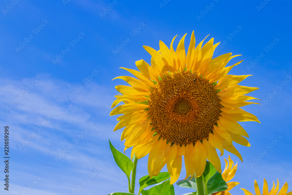 山梨県北杜市明野のひまわり畑