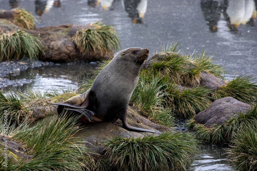 seal sitting on a rock seal sitting on a rock