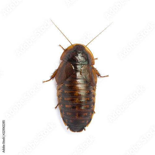 Cockroachs or Blaptica dubia (Blattodea) on a white background